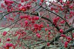 Euonymus #projektyzahrad