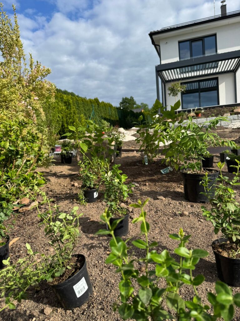 Realizace zahrady v Krupce 9 sazeni